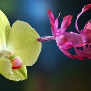 I v zimě dělají radost